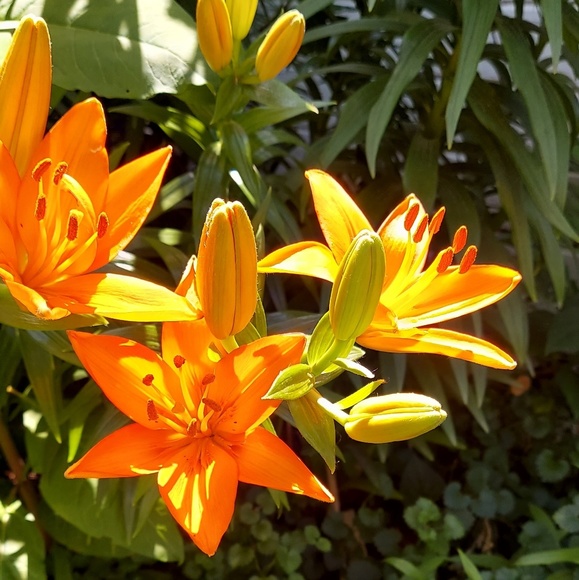 lindainiowa